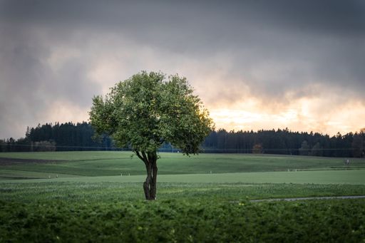 An idyllic landscape of a lush green tree in a field with a dreamy foggy forest in the background