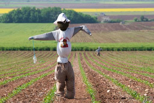 scarecrow that chases birds, looks like a man, in a corn field, agriculture