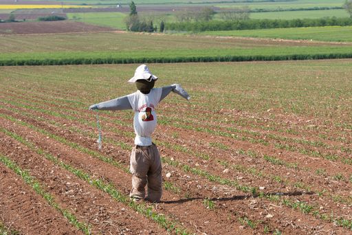 scarecrow that chases birds, looks like a man, in a corn field, agriculture