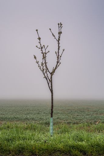 A vertical shot of a lonely bare tree with buds in a green field