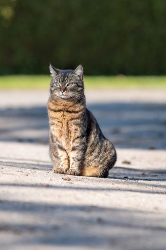 A selective focus of a beautiful furry brown stray cat sitting on the ground