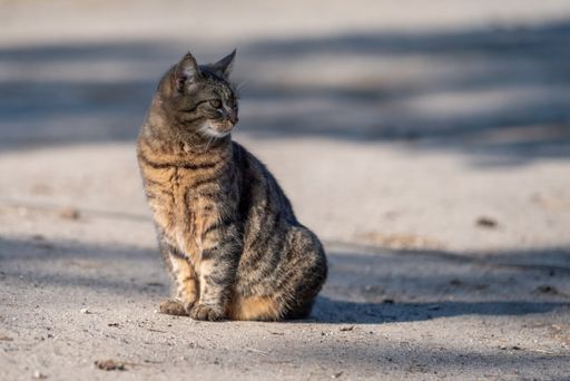 A selective focus of a beautiful furry brown stray cat sitting on the ground