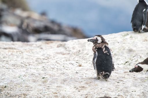 A closeup of African penguins outdoors during daylight