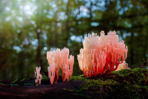 red shining Coral mushroom on a tree stump overgrown with moss in the forest - sundown