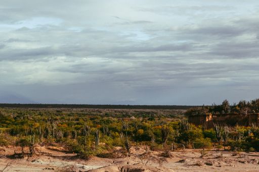 A high angle shot of the exotic wild plants growing among the rocks at the Tatacoa Desert, Colombia