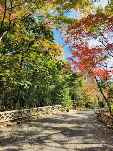 A vertical of a pathway lined with beautiful fall trees in a park in Kyoto, Japan
