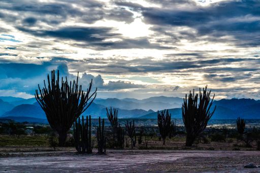 The cloudy sky over the valley with silhouettes of wild plants at the Tatacoa Desert, Colombia