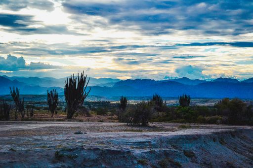 The exotic wild plants in the Tatacoa Desert in Colombia under the cloudy sky at sunset