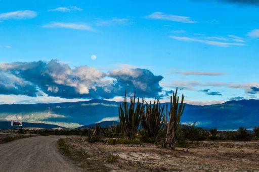 The exotic wild plants in the Tatacoa Desert in Colombia under the cloudy sky at sunset