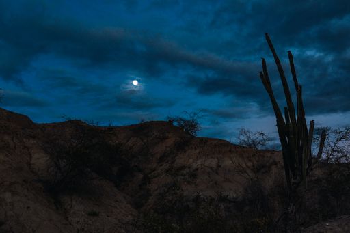 The exotic wild plants growing in the Tatacoa Desert, Colombia at night