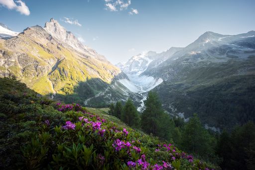 Landscape view of a glacier valley with rhododendrons in the foreground and the sun setting behind the mountain in Zinal, Val d'Anniviers