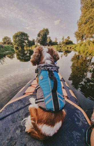 An adorable brown and white canine rests on the edge of a boat, looking out at the water
