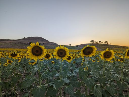 A scenic view of a sunflower field under a blue sky.