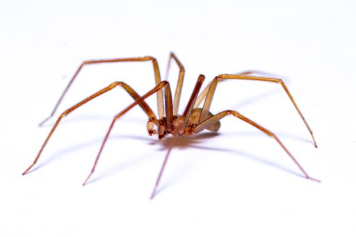 A close-up shot of a brown recluse or violin spider perched on a white surface