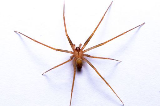 A close-up shot of a brown recluse or violin spider perched on a white surface