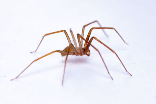 A close-up shot of a brown recluse or violin spider perched on a white surface