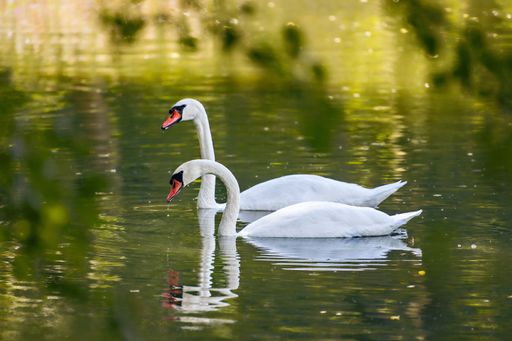 A tranquil lake scene featuring two majestic white swans gliding gracefully in a pond.