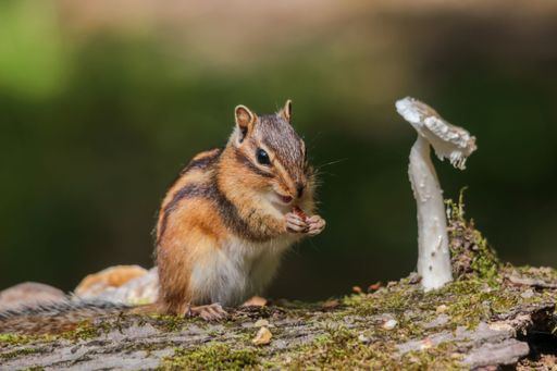 A young chipmunk enjoying a snack, seated on a log in a tranquil outdoor setting