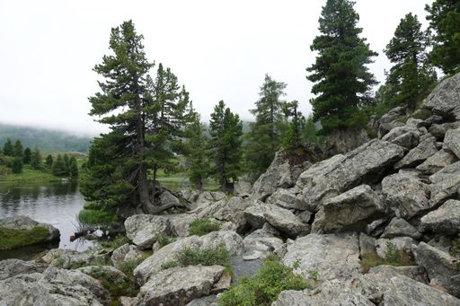 Natural wide angle Austrian calm scenic alps landscape of a conifer pine tree, rocks at a small lake