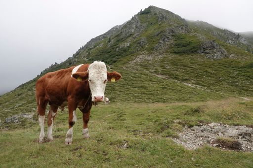 Natural classical panorama wide angle view on an Austrian cow with bell in a meadow in the Alps Mountains