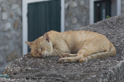 A shallow focus shot of a ginger cat sleeping outdoors