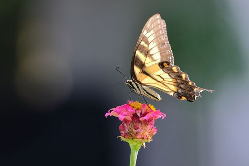 A vibrant Sailfish glaucus (Papilio glaucus) butterfly perched atop a vibrant pink flower