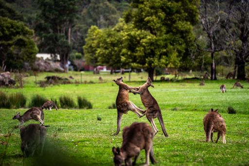 The Australian kangaroos standing in a grassy field, grazing on the vegetation.
