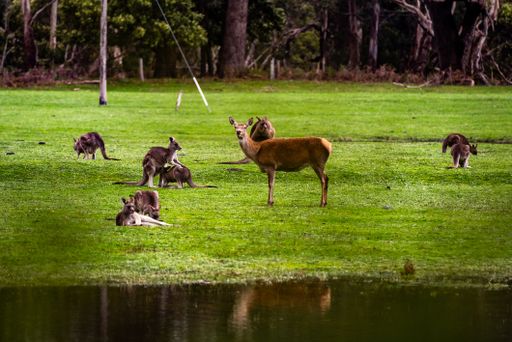 A curious deer surrounded by kangaroos in the field.