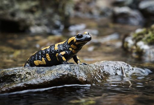 A closeup shot of a fire salamander on a rock in a river