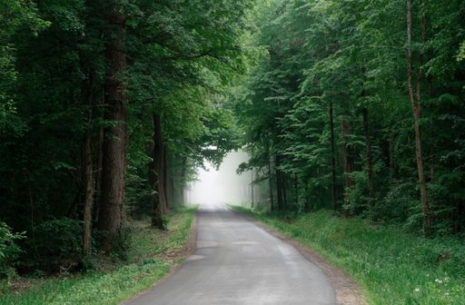 A scenic dirt path winding through a lush, verdant forest.
