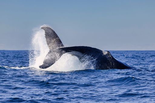 A majestic whale breaching the surface of the ocean near Sydney, Australia