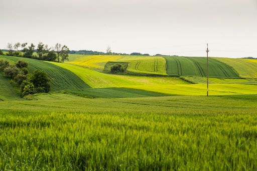 A closeup shot of fresh green fields with agricultural cultivation