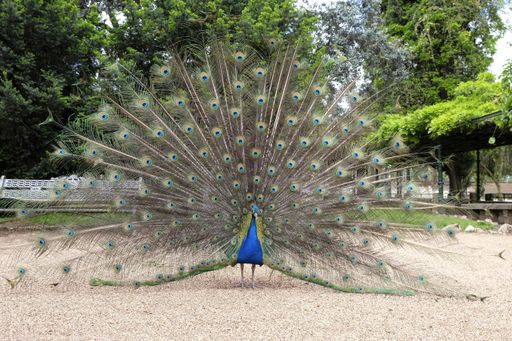 A closeup shot of a peacock with its beautiful tail opened
