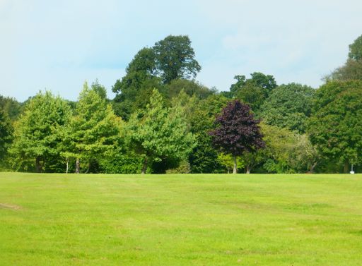 A scenic view of lush green grass on a field surrounded by a lush forest, with a wooden bench in the middle of the natural landscape