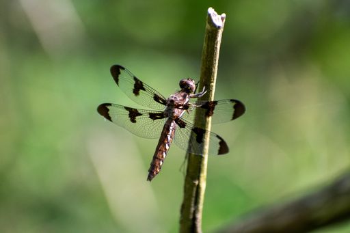 A selective focus shot of a dragonfly on a stick on green background