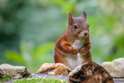 A closeup of a brown squirrel perched on a rock