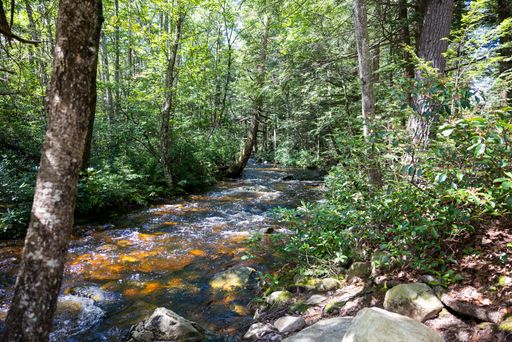 A scenic forest with a tranquil stream winding through it