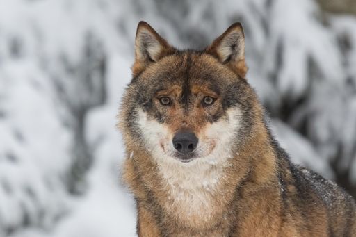 A portrait of a wolf standing amongst a backdrop of snowy pine trees.