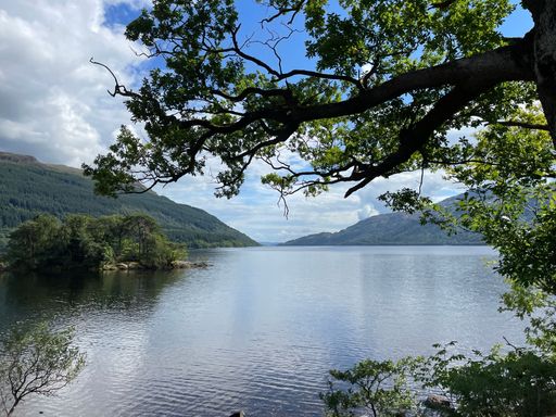 A scenic view of a green tree against a lake in mountains on a sunny day