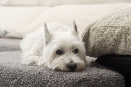 A closeup shot of a West Highland White Terrier lying down on a gray couch