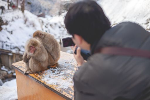 A selective focus shot of two macaque monkeys sitting near each other