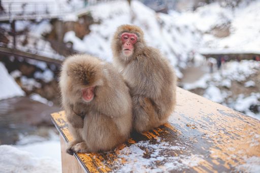 A selective focus shot of two macaque monkey sitting near each other