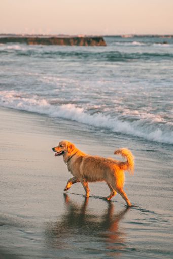 A vertical of a golden retriever walking on a sandy beach