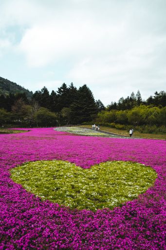 A stunning landscape of a vibrant flower field located in Japan near the iconic Mount Fuji.