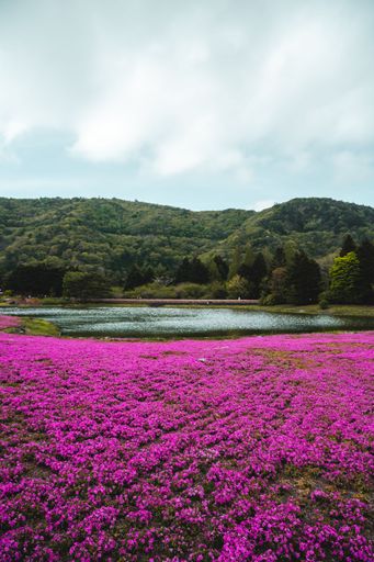 A stunning landscape of a vibrant flower field located in Japan near the iconic Mount Fuji.