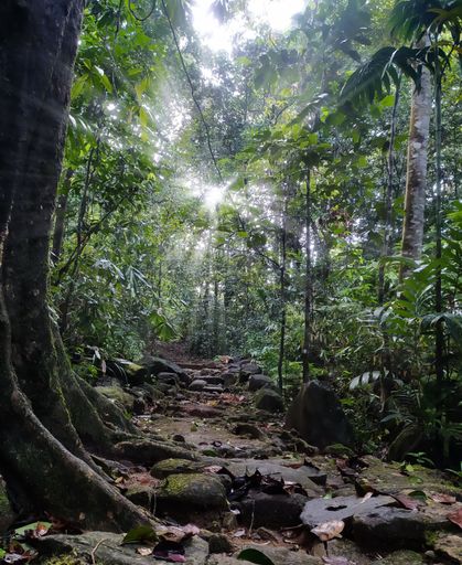 As the sun gently rises, its golden rays pierce through the verdant canopy of the forest, casting a warm and magical glow.