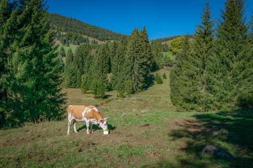 A cow grazing on a hill with pine trees under a clear blue sky