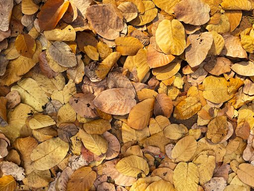 A top view of a pile of autumn leaves on the ground