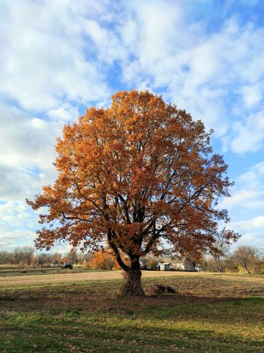 A single tree, standing alone in a vast field during autumn
