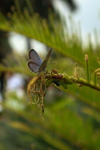 A butterfly perched on the stem of a plant, the intricate details of its wings and body clearly visible